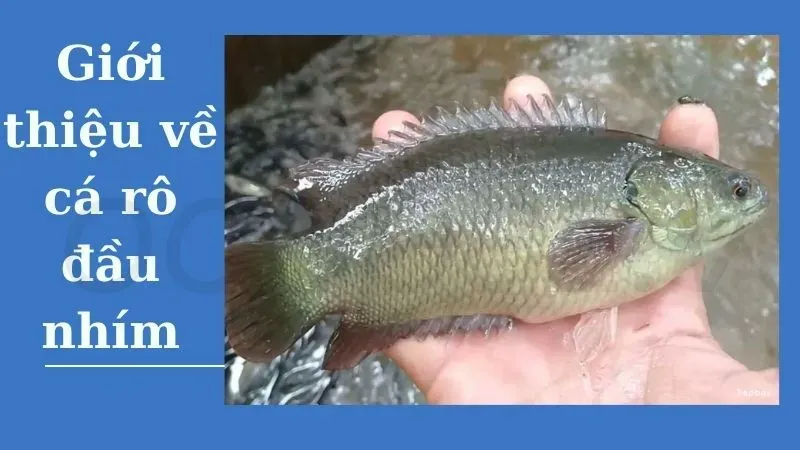Nhận biết bệnh ở cá rô đầu nhím - Dấu hiệu và triệu chứng 1