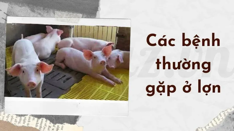 Top 5 các bệnh thường gặp ở lợn và cách phòng tránh 1