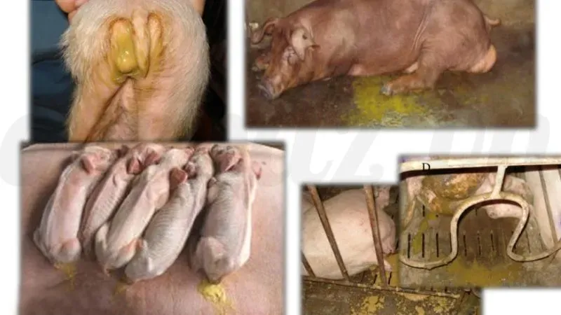 Top 5 các bệnh thường gặp ở lợn và cách phòng tránh 2