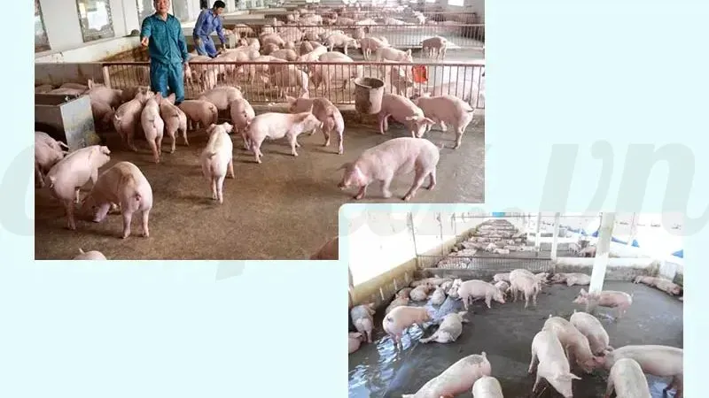 Top 5 các bệnh thường gặp ở lợn và cách phòng tránh 5