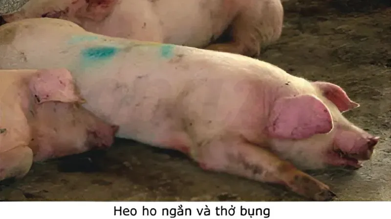Top 5 các bệnh thường gặp ở lợn và cách phòng tránh 4