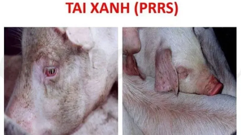 Top 5 các bệnh thường gặp ở lợn và cách phòng tránh 6