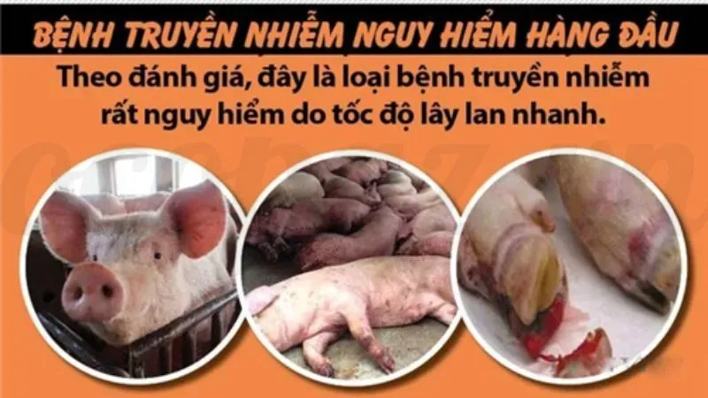 Top 5 các bệnh thường gặp ở lợn và cách phòng tránh 7