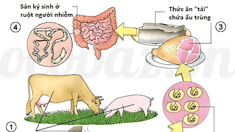 Top 5 các bệnh thường gặp ở lợn và cách phòng tránh 8