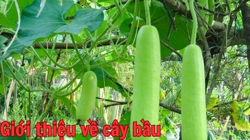 Giới thiệu về cây bầu