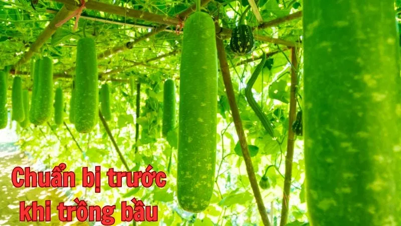 Chuẩn bị trước khi trồng bầu