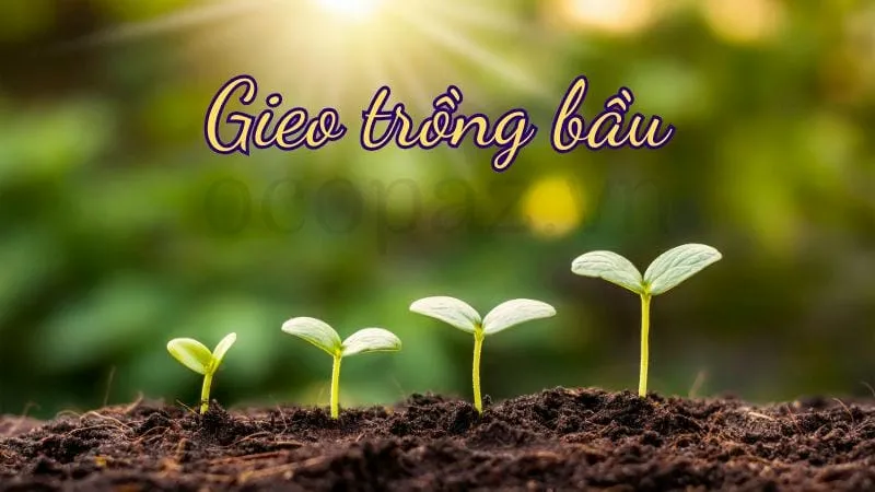 Gieo trồng bầu