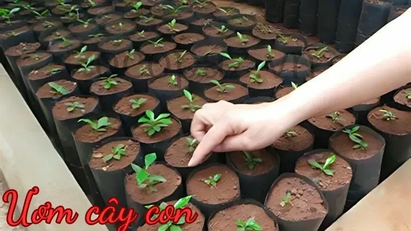 Ươm cây con
