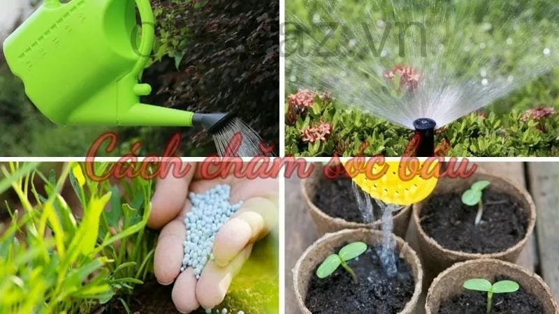 Cách chăm sóc bầu