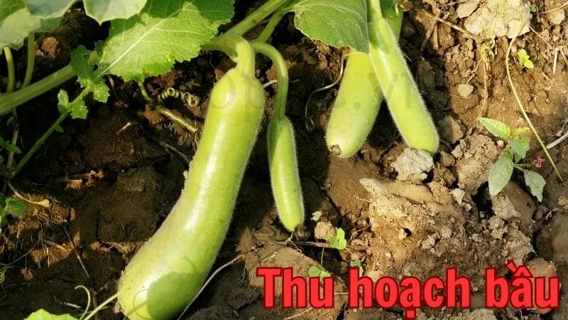 Thu hoạch bầu
