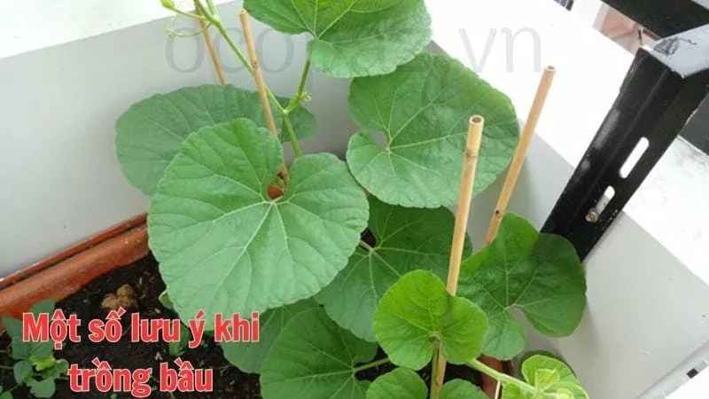 Một số lưu ý khi trồng bầu
