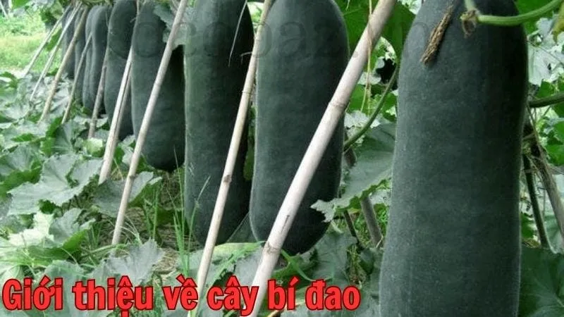 Giới thiệu về cây bí đao