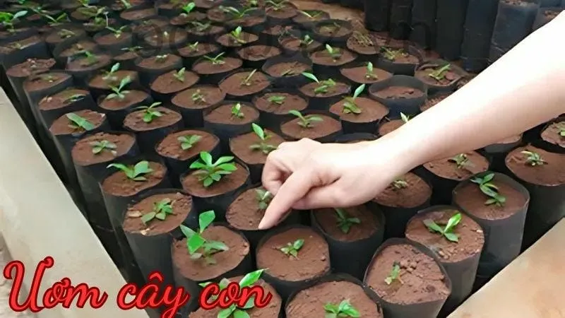 Kỹ thuật gieo trồng cây bí đao