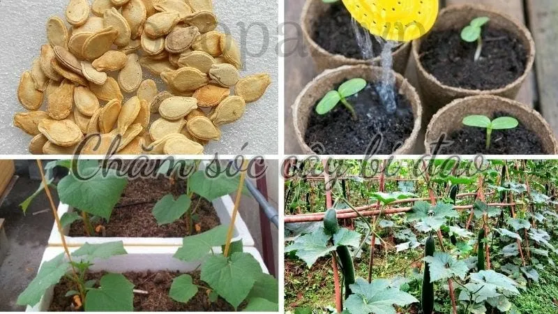 Chăm sóc cây bí đao