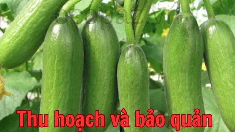 Thu hoạch và bảo quản
