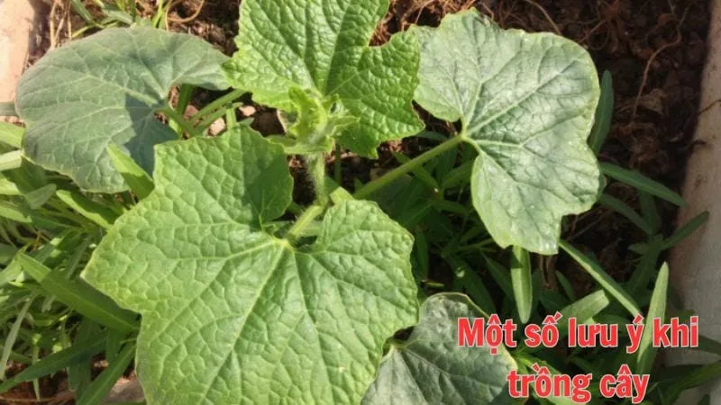Một số lưu ý khi trồng bí đao
