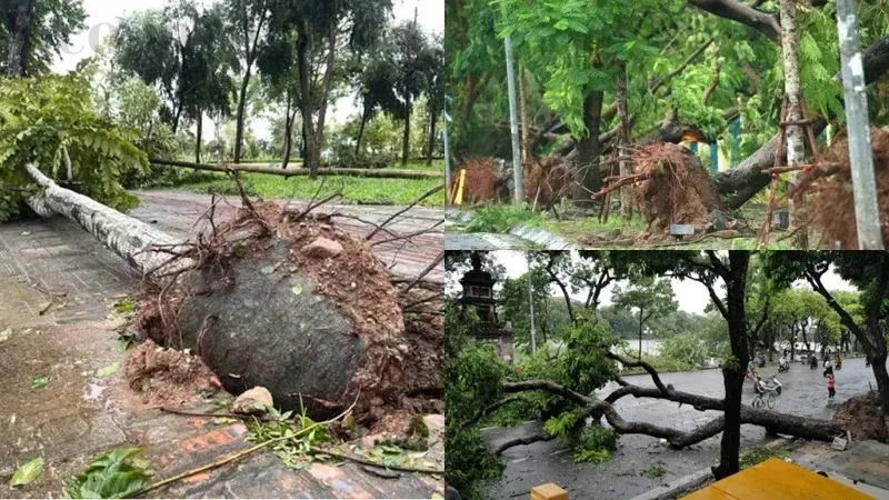 Hướng dẫn cách trồng cây bị vỡ bầu để đảm bảo tăng trưởng tốt nhất 2