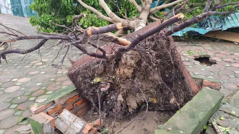 Hướng dẫn cách trồng cây bị vỡ bầu để đảm bảo tăng trưởng tốt nhất 3
