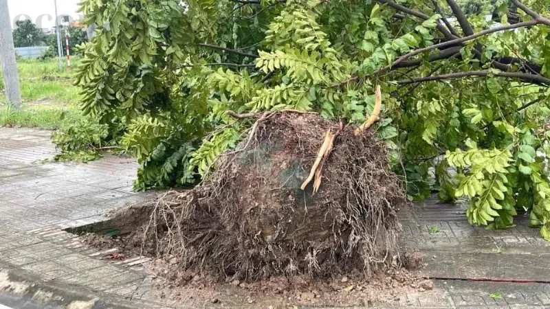 Hướng dẫn cách trồng cây bị vỡ bầu để đảm bảo tăng trưởng tốt nhất 4