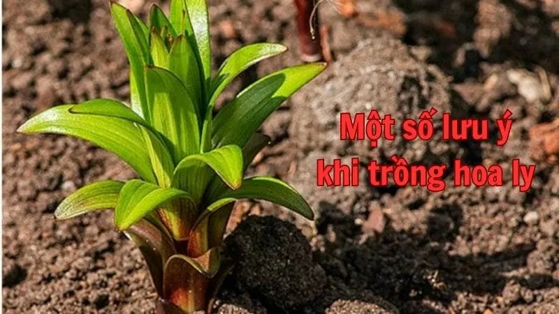 Một số lưu ý khi trồng hoa ly