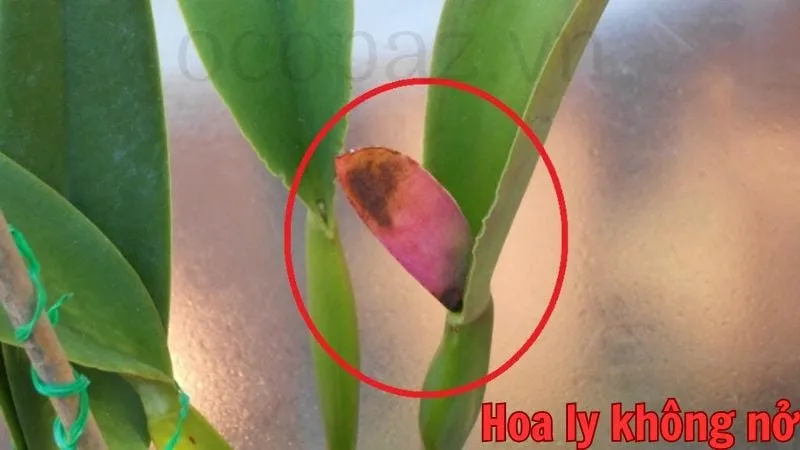 Các vấn đề thường gặp và cách khắc phục