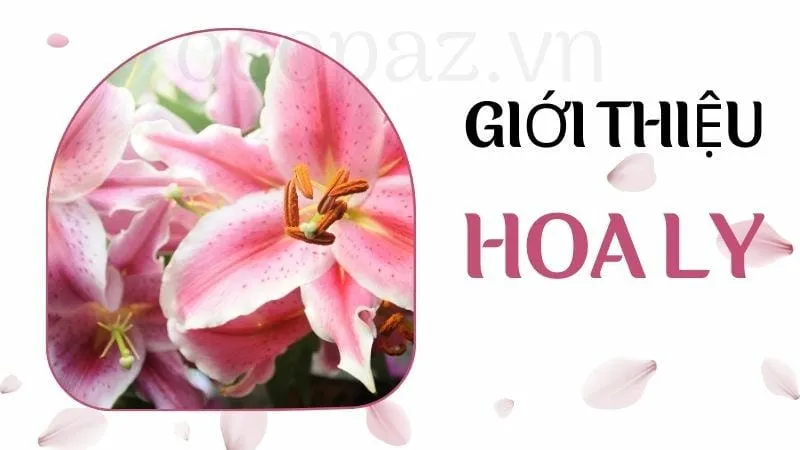 Giới thiệu về hoa ly