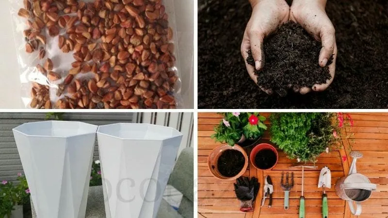 Chuẩn bị trước khi trồng hoa ly