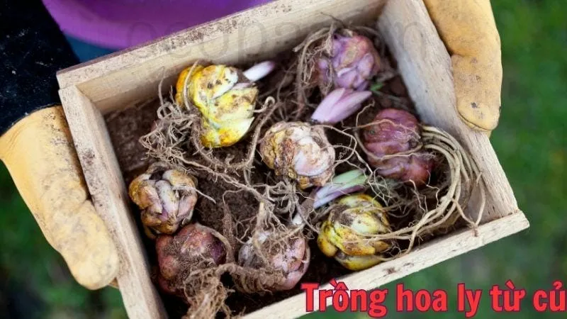 Trồng hoa ly từ củ