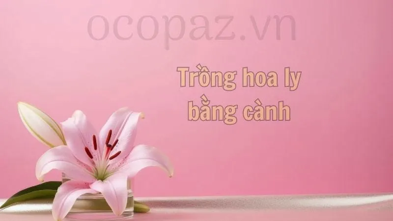 Trồng hoa ly bằng cành