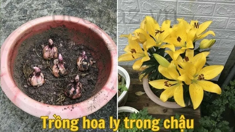 Trồng hoa ly trong chậu