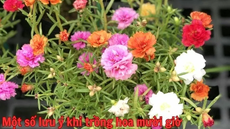 Một số lưu ý khi trồng hoa mười giờ