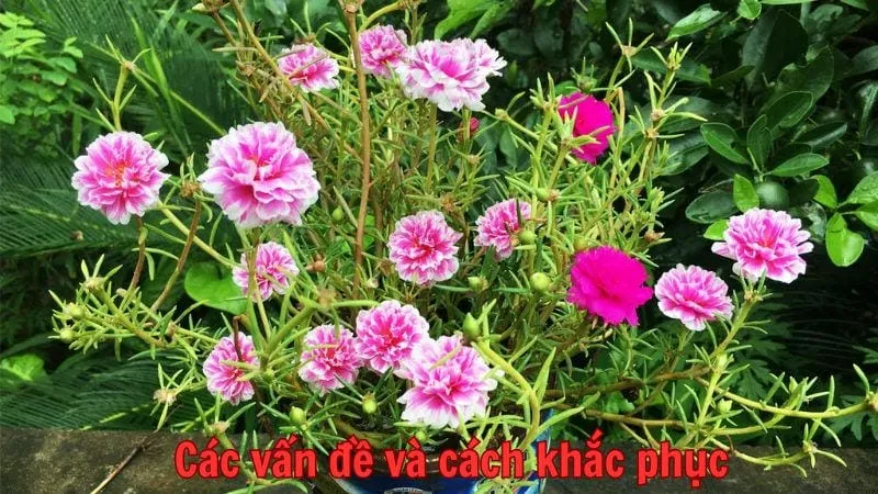 Các vấn đề thường gặp và cách khắc phục