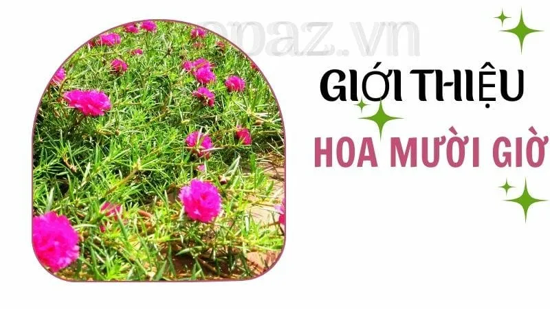 Giới thiệu về hoa mười giờ