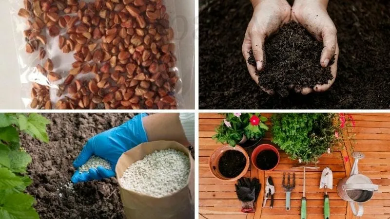 Chuẩn bị trước khi trồng hoa mười giờ