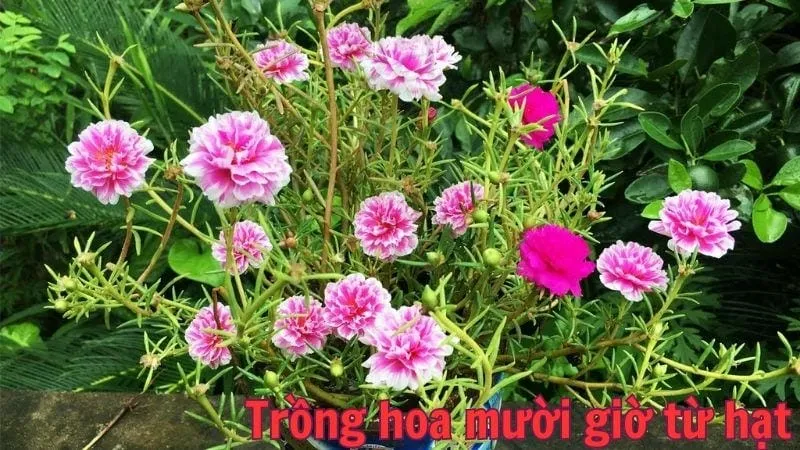 Trồng hoa mười giờ bằng hạt