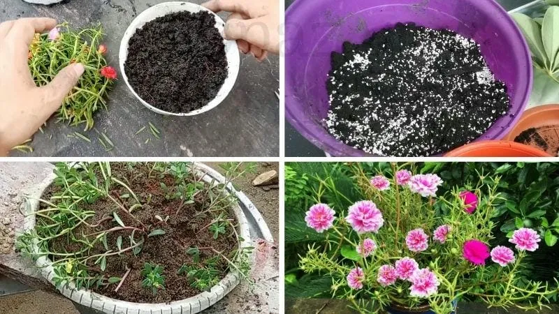 Gieo hạt hoa mười giờ