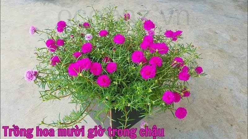 Trồng hoa mười giờ trong chậu