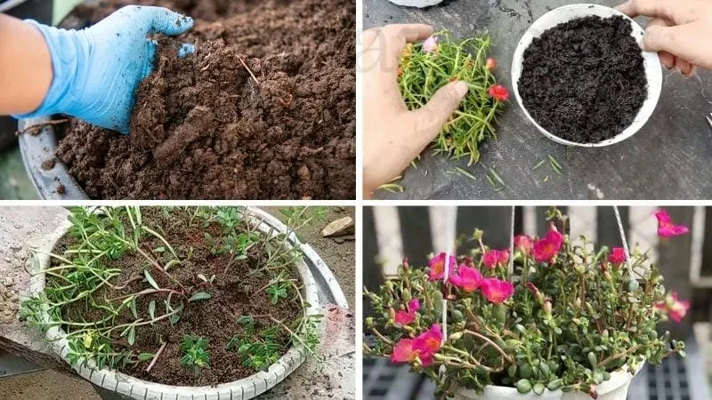 Cách trồng hoa mười giờ