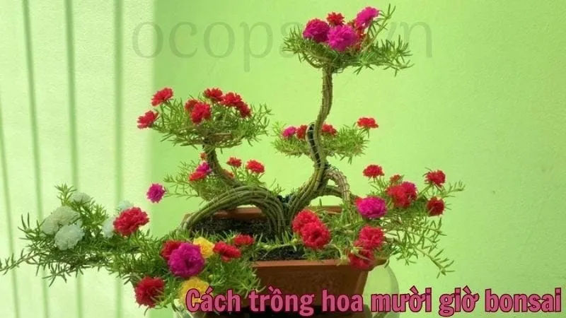 Cách trồng hoa mười giờ bonsai