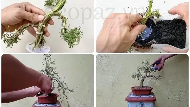 Dây thép dùng uống thân cây