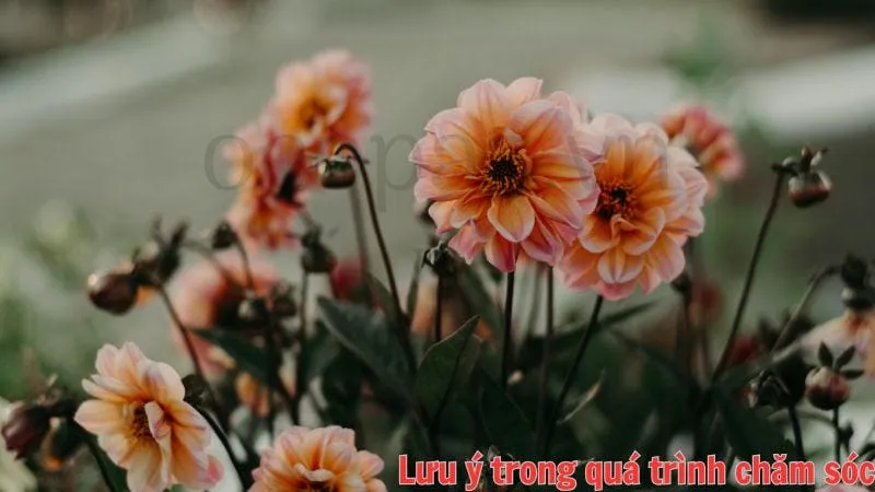 Một số lưu ý khi trồng hoa thược dược