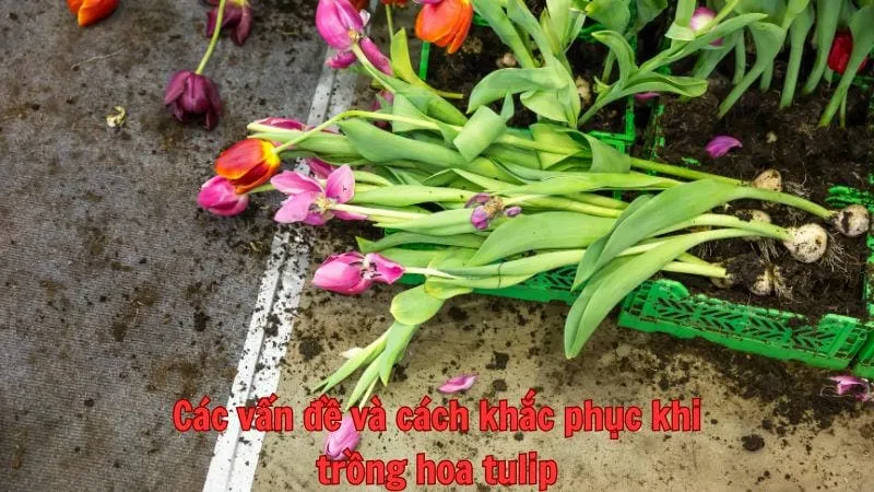 Các vấn đề thường gặp và cách khắc phục khi trồng hoa tulip