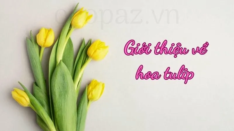 Giới thiệu về hoa tulip