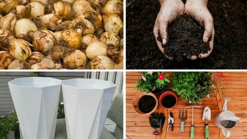 Chuẩn bị trước khi trồng hoa tulip