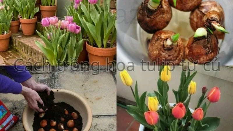 Cách trồng hoa tulip từ củ