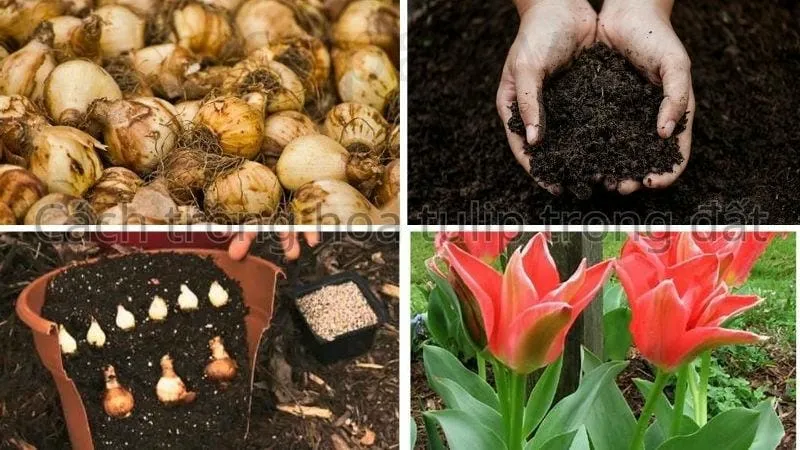 Cách trồng hoa tulip trong đất
