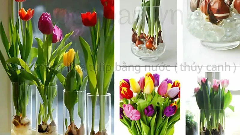 Cách trồng hoa tulip bằng nước (thủy canh)