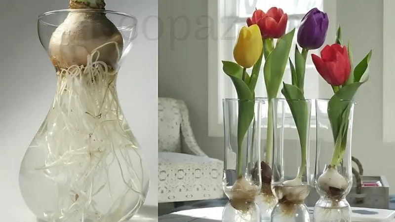 Cách trồng hoa tulip đơn giản và hiệu quả tại nhà 