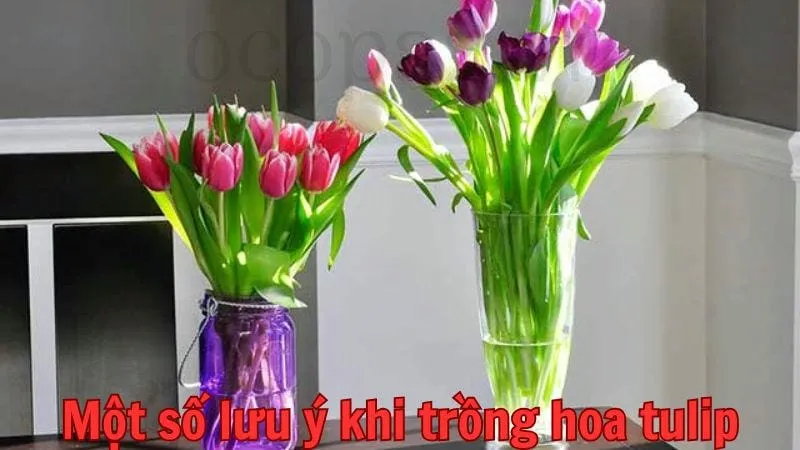 Một số lưu ý khi trồng hoa tulip