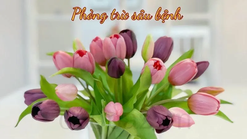 Phòng trừ sâu bệnh
